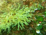 Dictyota dichotoma3